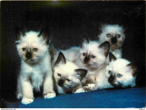 Carte postale animaux - postale,