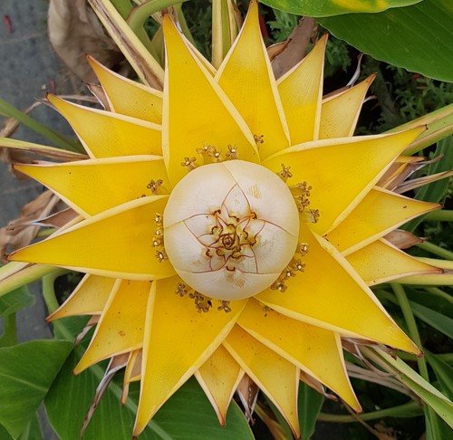 Musella lasiocarpa lotus - musella,