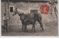 DOMAINE DE CHAMPEAUX (MARGON): a mare and his foal in his breeding at