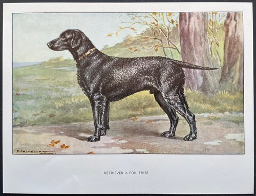 Retriever poil frisé - retriever,