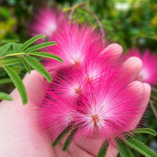 Albizia julibrissin 250 - albizia,