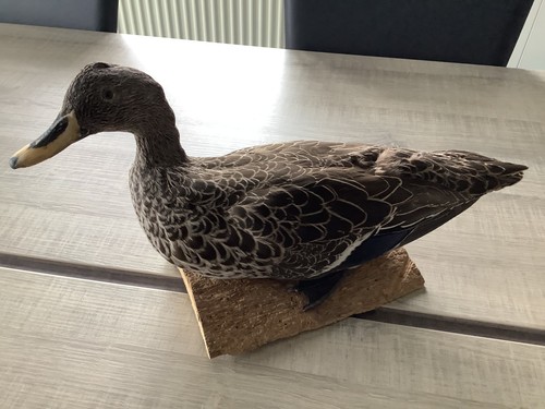 Taxidermie oiseaux canard - ,