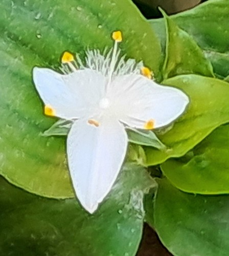 Plants tradescantia - 20,