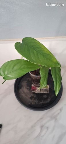 Monstera obliqua filamentous