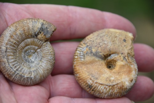 Lot ammonites du - ammonites,