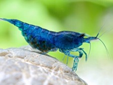 Lot de 10 Crevettes Bleue