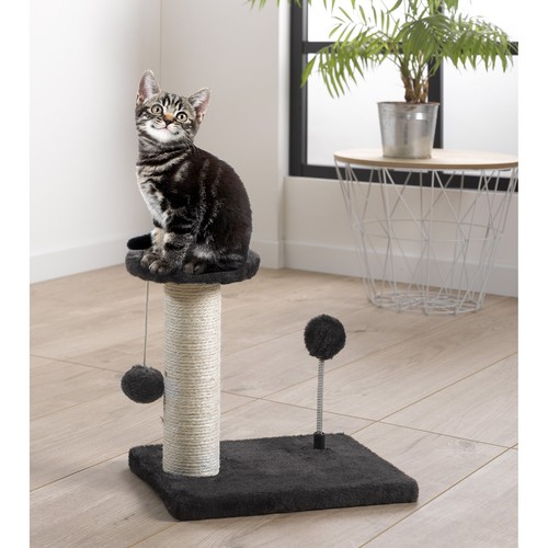 Arbre chat grimper - chat, à