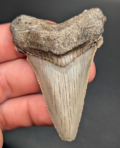 Large megalodon ancestor - megalodon,