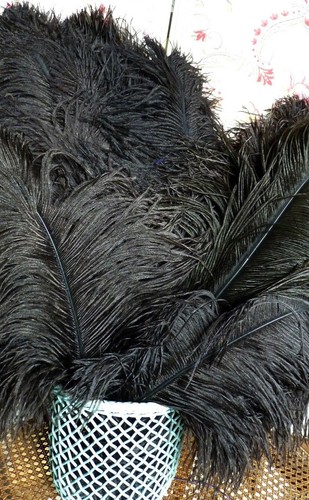Lot anciennes grandes plumes - anciennes,