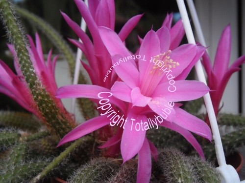 Bouture cutting aporocactus - bouture,