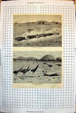 Old New South Wales Runaway Bullocks Native Stalking Emeu Emu 1883 103J 19th