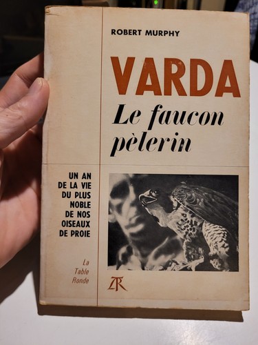Varda faucon pèlerin un - faucon,