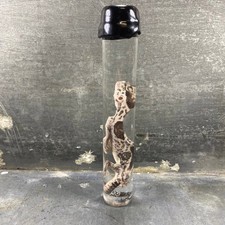 #6 - Spécimen humide de gecko léopard (Eublepharis Macularius)