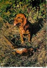 Animaux - Chiens - Setter