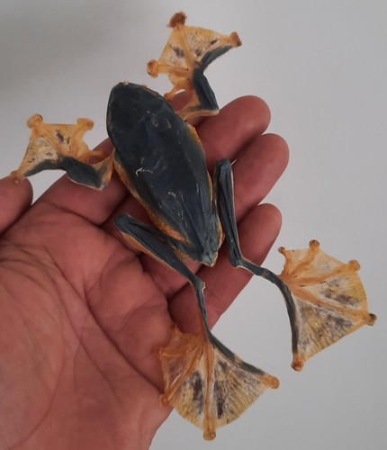 Curiosité taxidermie - ,,