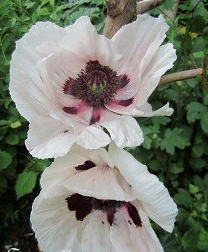 Pavot orient rose très - d'orient, 'rose