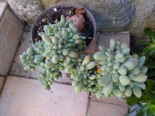 Rare particuliére plante - rare, =particuliére