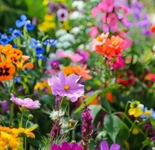 Graines de fleurs pour abeilles et papillons