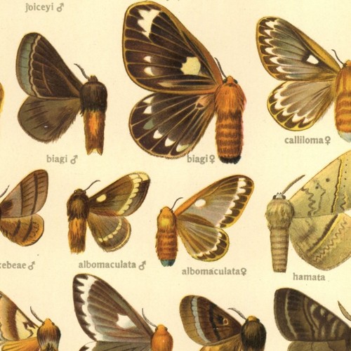 Adalbert seitz papillon - adalbert,