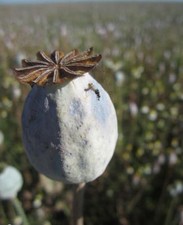 ♫ PAVOT Géant - Papaver