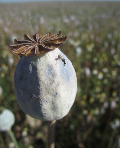 Pavot géant papaver - ♫,