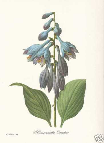 Plantain lily hosta - plantain,