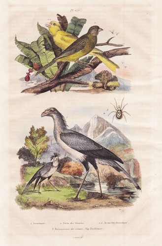 Secrétaire canari oiseaux - de,