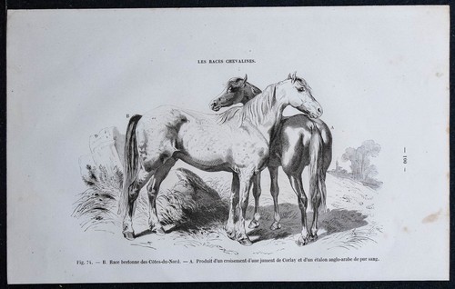1882 cheval race bretonne - 1882,