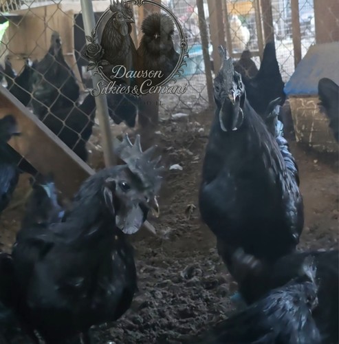 Pure ayam cemani - pure, hatching