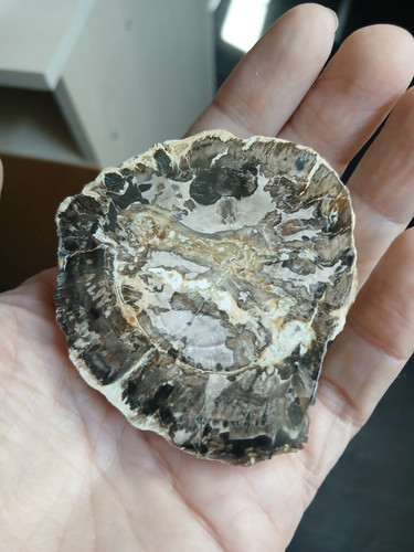 Bois fossile pétrifié