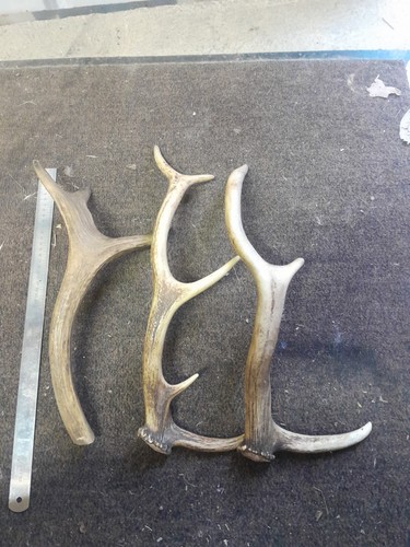 Bois cerfs inégaux - 3, de