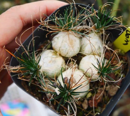 Rare cacti ornithogalum - rare,