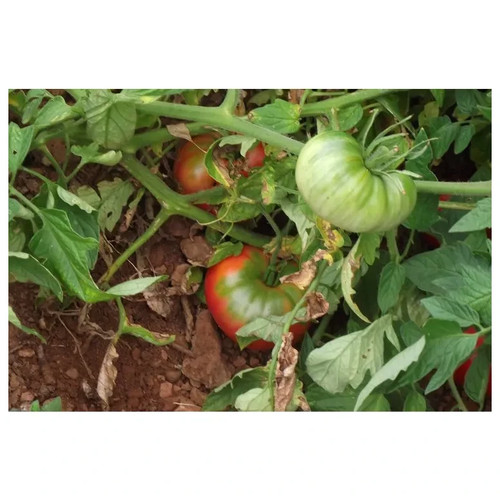 Graines tomates semences - -,