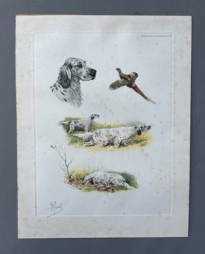 Riab chiens chasse - riab,,
