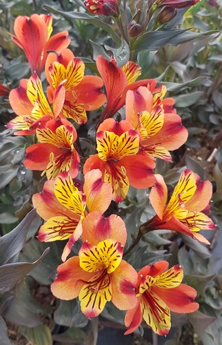 Alstroemeria garden indian - alstroemeria, 'indian
