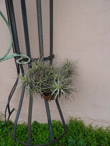Lot tillandsia plantes - tillandsia,