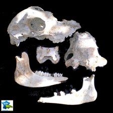 CRANES & OS CABINET DE CURIOSITÉ TAXIDERMIE LIVRÉ DOMICILE 48H COLISSIMO