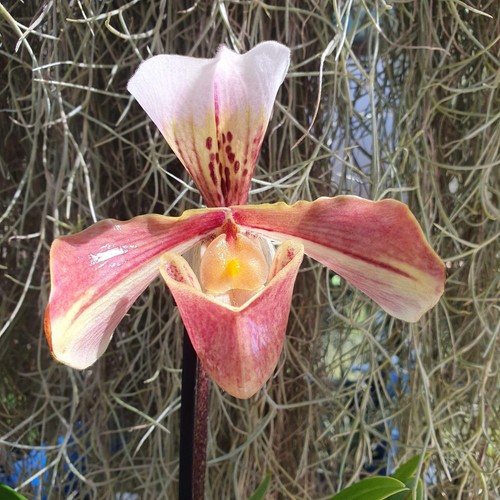 Paphiopedilum américain - paphiopedilum,