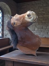 Très rare taxidermie Cabinet