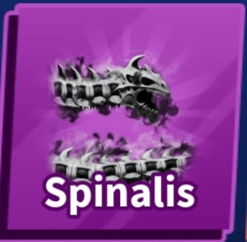 Spinalis blade ball - spinalis, |