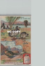 Chromo Liebig - Birds that do not fly: DRONTE PARAKEET-OWL