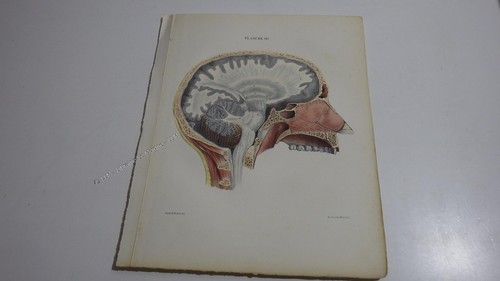 1850 lithographie couleur - 1850.lithographie,