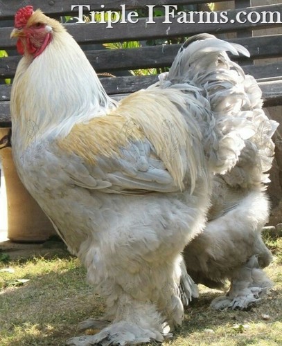 Giant large fowl isabel - large, ~isabel
