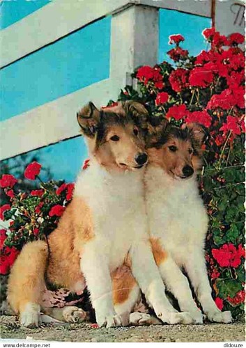 Carte postale animaux - animaux,