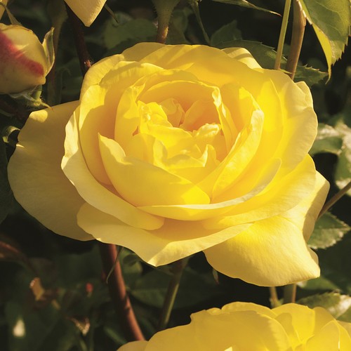 Plante jardin arbuste - de,