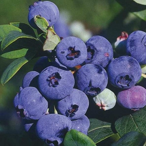 Myrtille corymbe darrow 2l - myrtille,