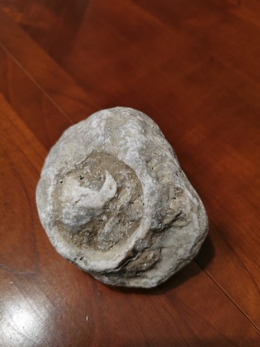 Corail fossile gros rare - fossile, et