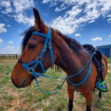 Cob Blue Aqua Sidepull trail bridle Breast Collar Reins Beta Biothane Tack Set