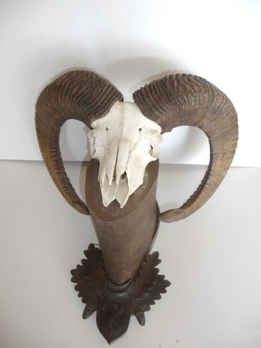 Huge heavy trophy - mount:, horns