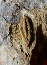 TRILOBITE CAMBRIEN DE